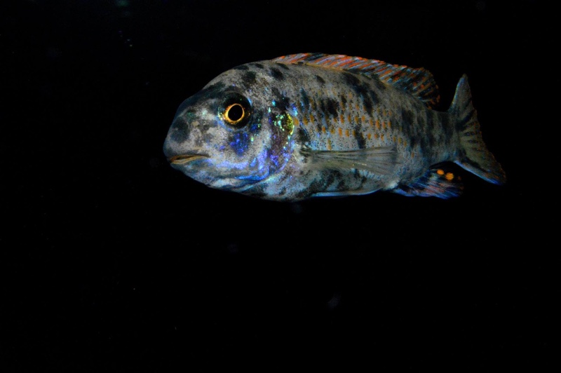 Labeotropheus fuelleborni 'Mbenji Island'